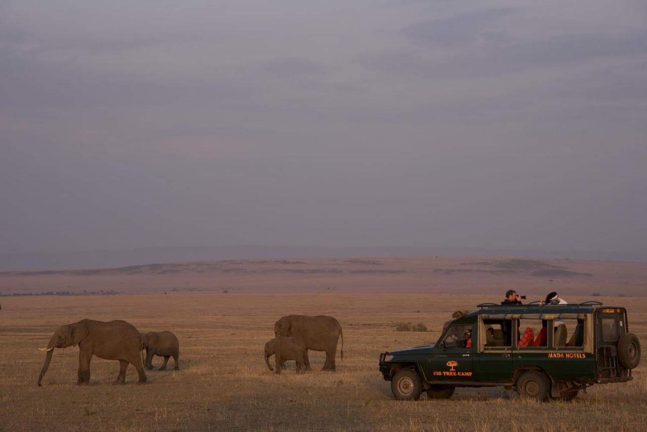 מלון טאלק Fig Tree Camp - Maasai Mara מראה חיצוני תמונה